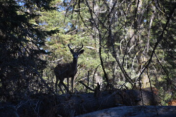 Deer in Forest