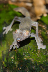 Madagascar, Marozevo, Peyrieras Reptile Farm. Common leaf-tailed gecko Uroplatus fimbriatus