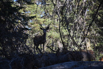 Deer in Forest