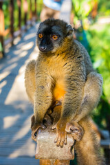 Madagascar, Andasibe, Vakona Lodge, Lemur Island. Common brown lemur.
