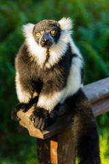 Madagascar, Andasibe, Vakona Lodge, Lemur Island. Black and white ruffed lemur.