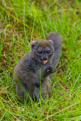 Obraz premium Madagascar, Andasibe, Vakona Lodge, Lemur Island. Eastern lesser bamboo lemur (Hapalemur griseus) eating.