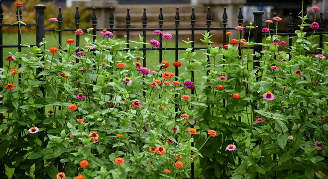 Beautiful Zinnias Bloom Besides Black Metal Fence