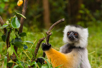 Madagascar, Andasibe, Vakona Lodge, Lemur Island. Diademed sifaka (Propithecus diadema).
