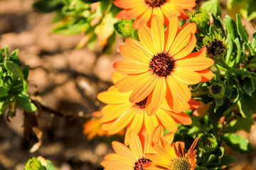 Dimophorteca Aurantiaca flowers in the garden