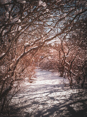 Snow Covered Footpath in the Woods with Bent Deciduous Trees