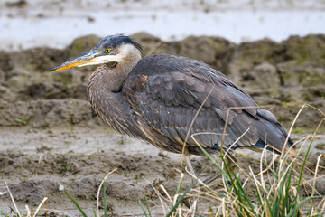Great Blue Heron in the mud of winter moves stealthily in search of a meal in the water in the Skagit Valley of Washington State