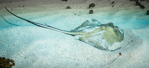 Southern Stingray off the island of St Martin, Dutch Caribbean © timsimages.uk
