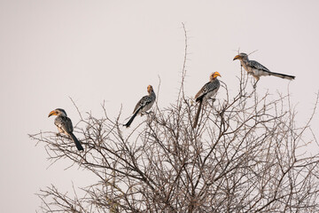 Yellow hornbills (Tockus leucomelas) perch in an acacia tree, Etosha National Park, Namibia, Africa. © Danita Delimont