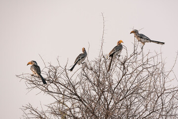 Yellow hornbills (Tockus leucomelas) perch in an acacia tree, Etosha National Park, Namibia, Africa.