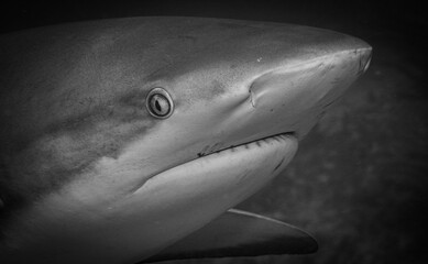 Reef Sharks off the island of St Martin, Dutch Caribbean