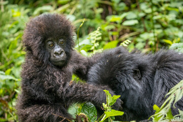 Fototapeta premium Africa, Rwanda, Volcanoes National Park, Baby Mountain Gorilla (Gorilla beringei beringei) playing with adult in rainforest in Virunga Mountains
