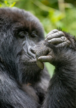Africa, Rwanda, Volcanoes National Park, Adult Mountain Gorilla (Gorilla beringei beringei) studies own hand while resting in rainforest in Virunga Mountains