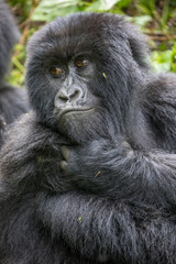 Africa, Rwanda, Volcanoes National Park, Portrait of Mountain Gorilla (Gorilla beringei beringei) resting in rainforest in Virunga Mountains