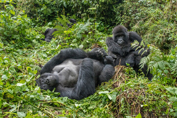 Africa, Rwanda, Volcanoes National Park, Mountain Gorilla (Gorilla beringei beringei) resting in rainforest in Virunga Mountains