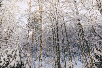 Winter forest in Finland
