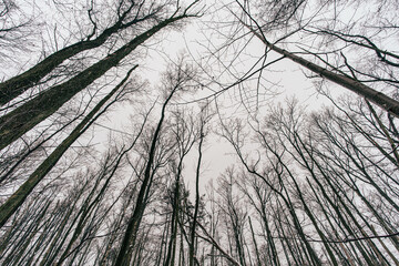 Gołe gałęzie drzew zimową porą