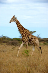 Naklejka na ściany i meble Africa, South Africa, KwaZulu Natal, Hluhluwe, giraffe at Zulu Nyala Game Reserve 