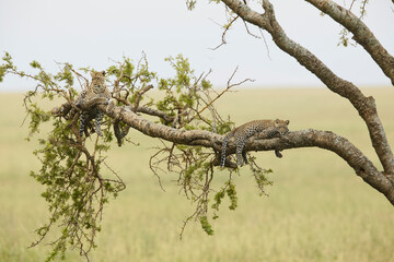African leopard in tree, Serengeti National Park, Tanzania, Africa.