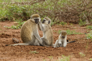 Black faced vervet monkey with babies, Serengeti National Park, Tanzania, Africa.