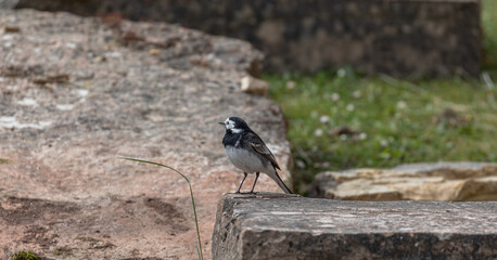 Pied Wagtail
