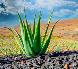 Aloe vera plant. Aloe vera plantation. Furteventura, Canary Islands, Spain - 413043152