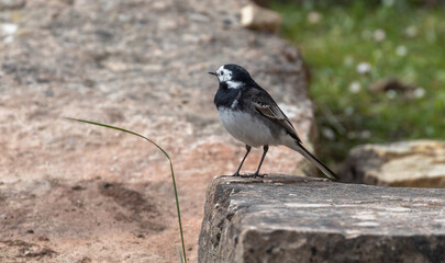 Obraz premium Pied Wagtail