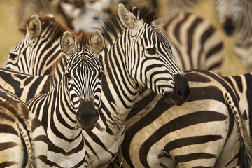Burchell's zebra, Serengeti National Park, Tanzania, Africa.