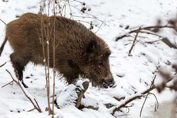 One young wild boar standing on the ice of a small stream and looking for food in a deciduous, snowy forest.