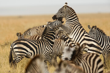 Fototapeta na wymiar Burchell's zebra stallions fighting, Serengeti National Park, Tanzania, Africa.
