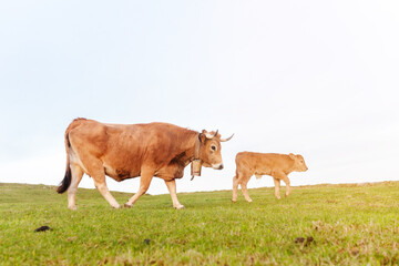 brown cow walking through the field with her calf with the sky in the background. rural and sustainable economy. free and ecological livestock.