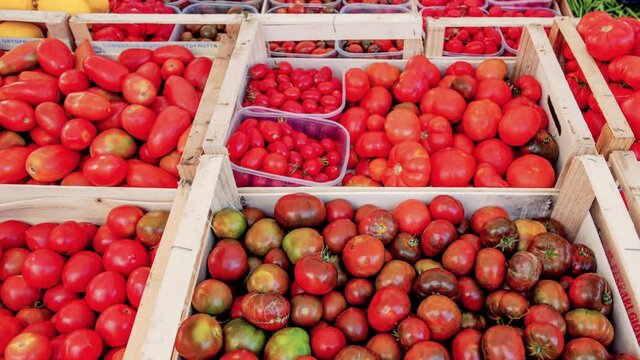 Tomatoes on market stall food backgrounds, panning on different crates of red fruits