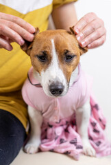 jack russell terrier in a pink dress masks ears, vertical