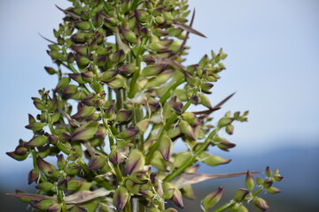 flowers in the garden