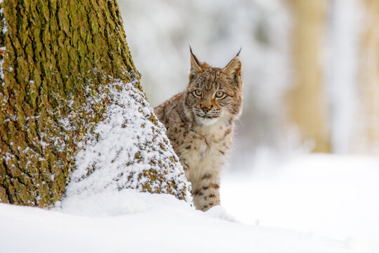 Lynx in snowy forest. Young Eurasian lynx, Lynx lynx, peeks out from behind tree. Beautiful wild cat in winter nature. Animal with spotted orange fur. Beast of prey in frosty day. Predator in habitat.