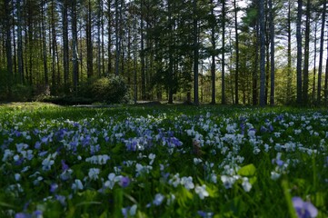 Violets in the Forest