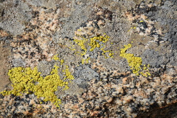 Rock Texture