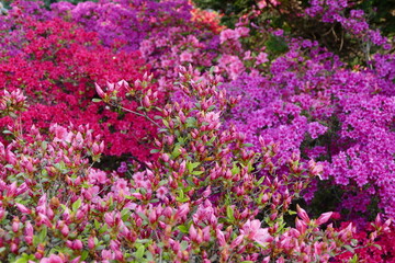 Obraz premium Botanical Garden