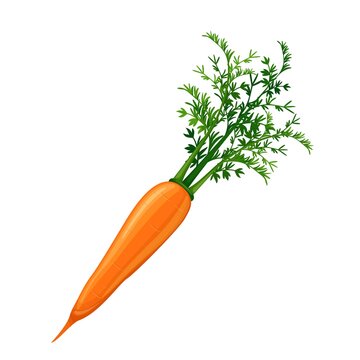 Carrot vegetable icon