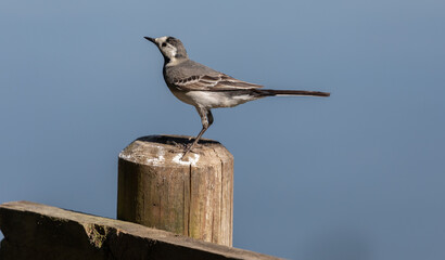 Pied Wagtail