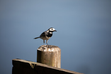 Pied Wagtail