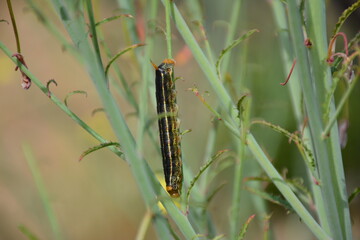 Caterpillar in spring southern California desert