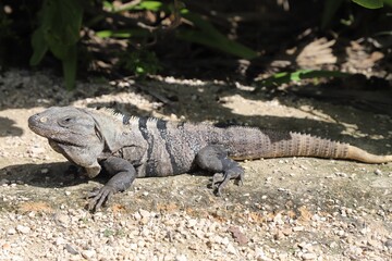iguana on the rock