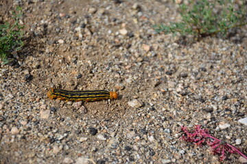 Caterpillar in spring southern California desert
