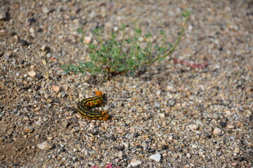 Caterpillar in spring southern California desert