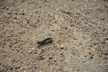 Caterpillar in spring southern California desert