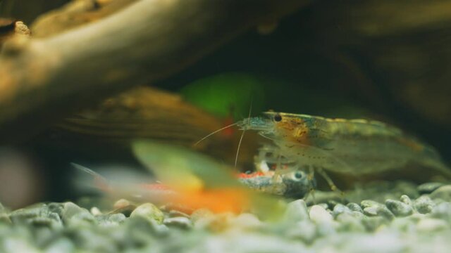 Amano shrimps eating dead neon fish.