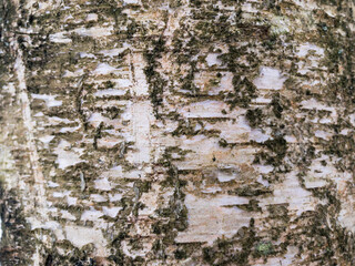 Birch tree bark. Texture. Closeup 