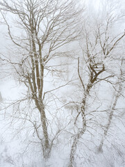 Fototapeta na wymiar Aerial drone top down fly over frozen winter forest. Trees covered frost