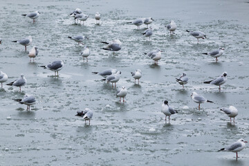 Gulls on frozen water covered in ice and snow